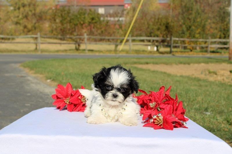 puppy, for, sale, Mal - Shi, Matthew B. Stoltzfus, dog, breeder, Gap, PA, dog-breeder, puppy-for-sale, forsale, nearby, find, puppyfind, locator, puppylocator, aca